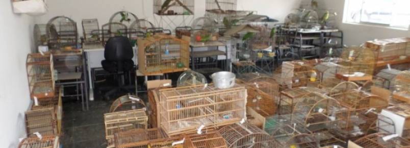 Operação contra tráfico de animais prende 75 e aplica R$ 1 milhão em multas